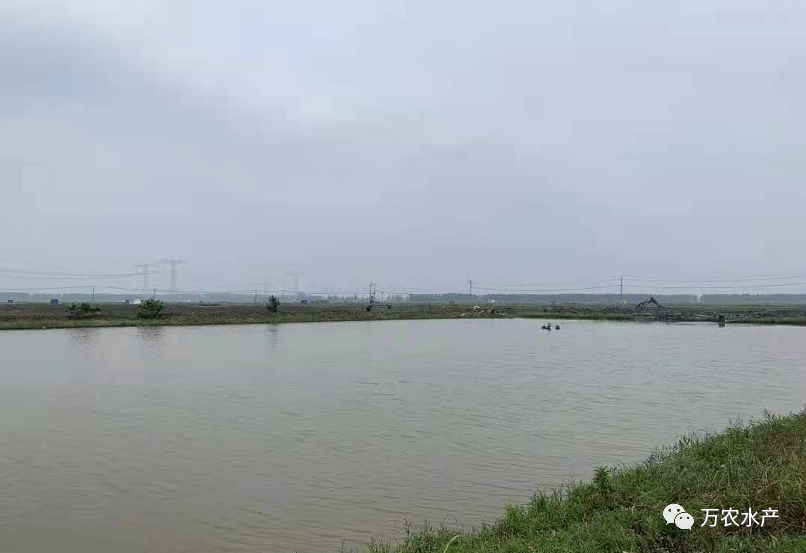 良之隆團隊攜客戶來訪萬農水產基地深入考察交流