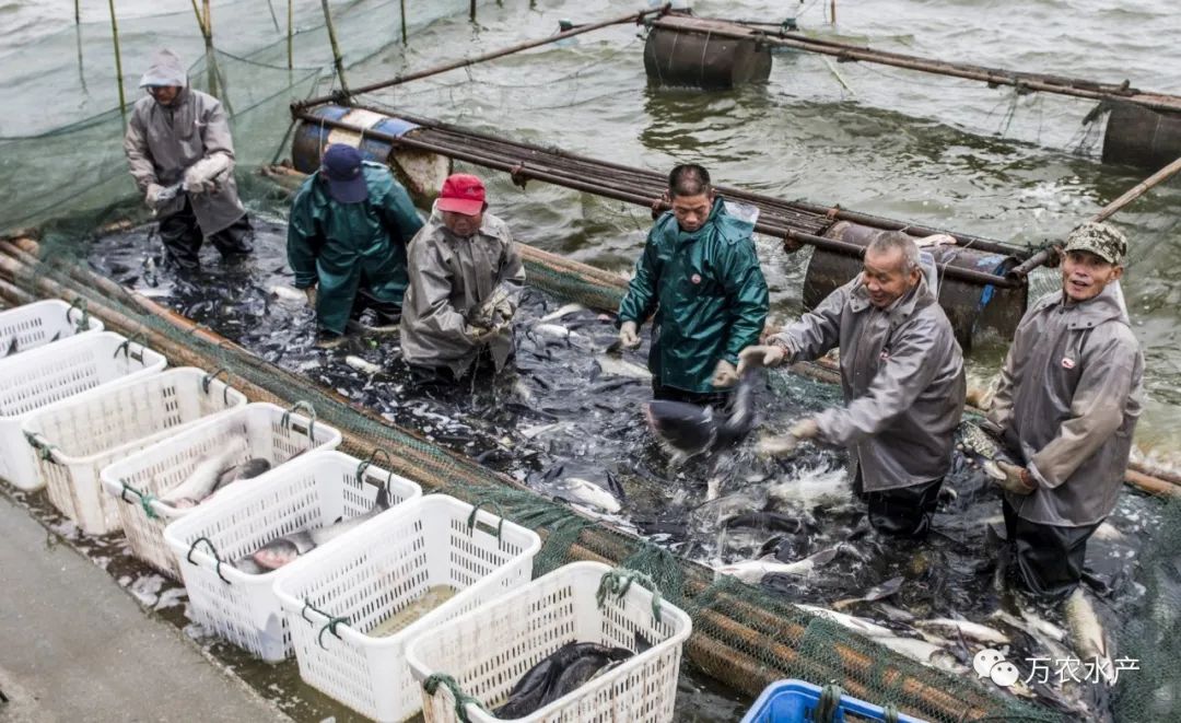 淡水魚價格持續上漲,深加工鮰魚產品優勢明顯 淡水魚價格持續上漲,深加工鮰魚產品優勢明顯