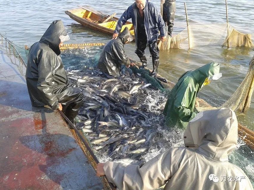 淡水魚價格持續上漲，深加工鮰魚產品優勢明顯