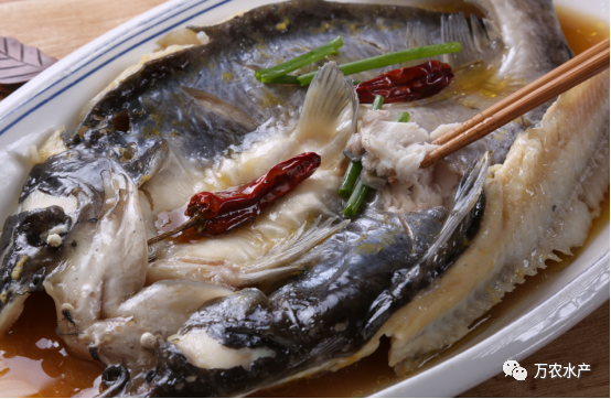 好“魚”知時節，鮰魚正肥美