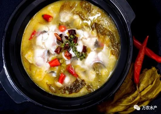 好“魚”知時節，鮰魚正肥美