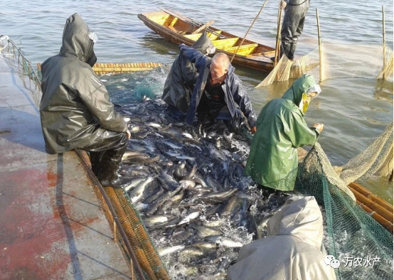 好“魚”知時節，鮰魚正肥美