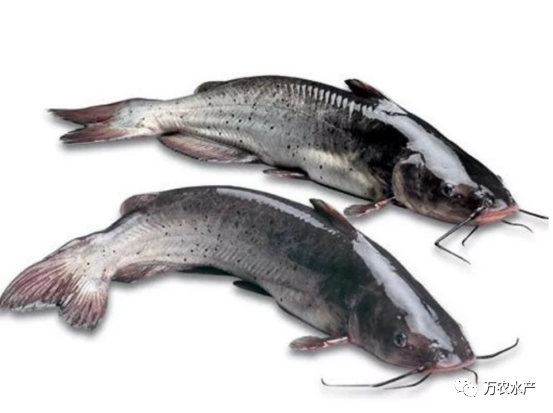好“魚”知時節，鮰魚正肥美